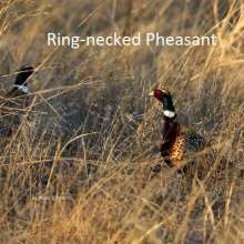 Ring Necked Pheasant Challenging Sandhills Scenic Drive