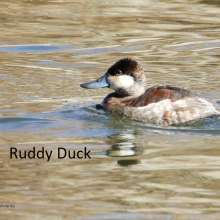 Ruddy Duck Challenging Sandhills Scenic Drive