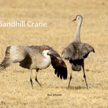 Sandhill Crane Sandhills Scenic Drive