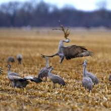 Sandhill Crane Daytime Bus Tour with Dusty Trails