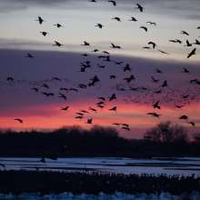 Sunrise River Blind Sandhill Crane Viewing Tour