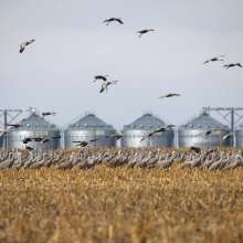 Sandhill Crane Daytime Bus Tour with Dusty Trails