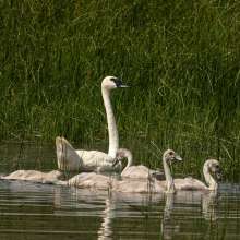 Sandhill Swans Sandhills Scenic Drive