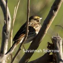 Savannah Sparrow Cottonwood Canyon Scenic Drive