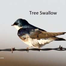 Tree Swallow Sandhills Scenic Drive