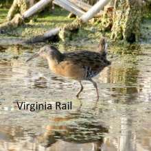 Virginia Rail Sandhills Scenic Drive