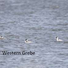 Western Grebe Sandhills Scenic Drive