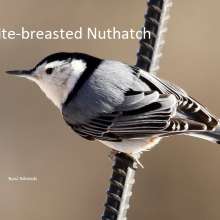 White Breasted Nuthatch Sandhills Scenic Drive