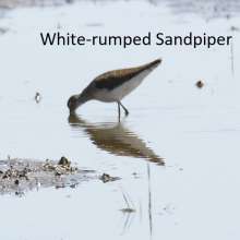 White Rumped Sandpiper Sandhills Scenic Drive