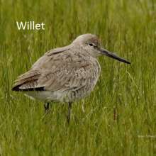 Willet Wild Horse Canyon Scenic Drive