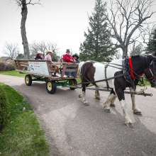 Horse-Drawn Wagon Ride