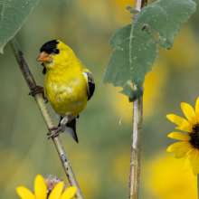 American Goldfinch Wild Horse Canyon Scenic Drive
