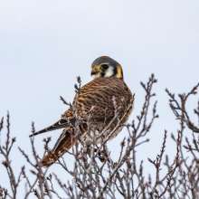American Kestrel Sandhills Scenic Drive