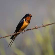 Barn Swallow Wild Horse Canyon Scenic Drive