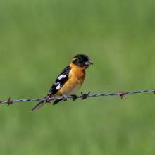Black Headed Grosbeak Wild Horse Canyon Scenic Drive