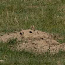 Burrowing Owl Challenging Sandhills Drive