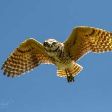 Burrowing Owl Flying Challenging Sandhills Scenic Drive
