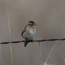 Clay Colored Sparrow Wild Horse Canyon Scenic Drive