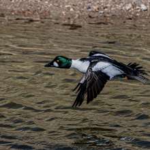 Common Goldeneye Cottonwood Canyon Scenic Drive