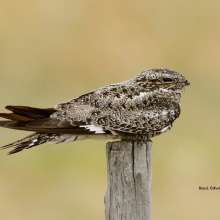 Common Nighthawk Challenging Sandhills Scenic Drive