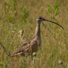 Curlew Baby Sandhills Scenic Drive