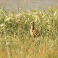 Curlew Baby Sandhills Scenic Drive