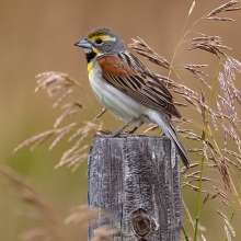 Dickcissel Sandhills Scenic Drive
