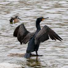 Double Crested Cormorant Cottonwood Canyon Scenic Drive