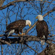 Eagles Challenging Sandhills Scenic Drive