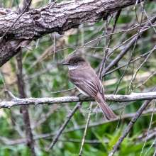 Eastern Phoebe Cottonwood Canyon Scenic Drive