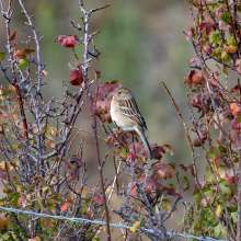 Field Sparrow Challenging Sandhills Scenic Drive