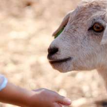 Petting Zoo