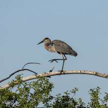 Great Blue Heron Cottonwood Canyon Scenic Drive