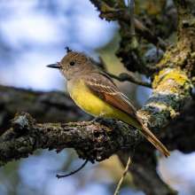 Great Crested Flycatcher Cottonwood Canyon Scenic Drive
