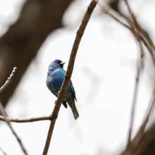 Indigo Bunting Sandhills Scenic Drive