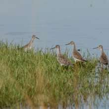 Lesser Yellowlegs Challenging Sandhills Scenic Drive