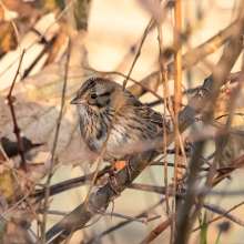 Lincolns Sparrow Sandhills Scenic Drive