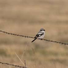 Loggerhead Shrike Challenging Sandhills Scenic Drive
