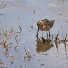 Long Bill Dowitcher Challenging Sandhills Scenic Drive