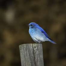 Mountain Bluebird Cottonwood Canyon Scenic Drive