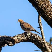 Mourning Dove Wild Horse Canyon Scenic Drive