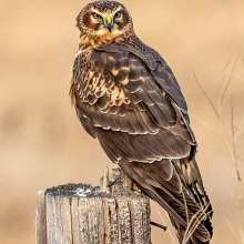 Northern Harrier Wild Horse Canyon Scenic Drive