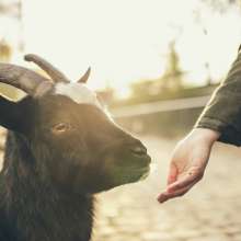 Petting Zoo