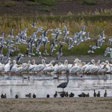 Pelicans and friend Challenging Sandhills Scenic Drive