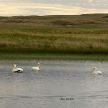 Pelican Challenging Sandhills Scenic Drive