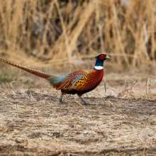 Pheasant Sandhills Scenic Drive