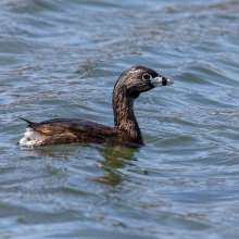 Pied-billed Grebe Cottonwood Canyon Scenic Drive