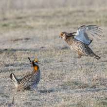 Prairie Chickens Sandhills Scenic Drive