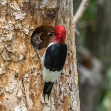 Red Head Woodpecker Sandhills Scenic Drive