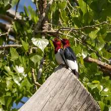 Red Head Woodpecker 2 Sandhills Scenic Drive
